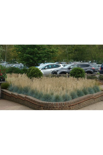 Вівсяниця блакитна Інтенсив Блю в ландшафті